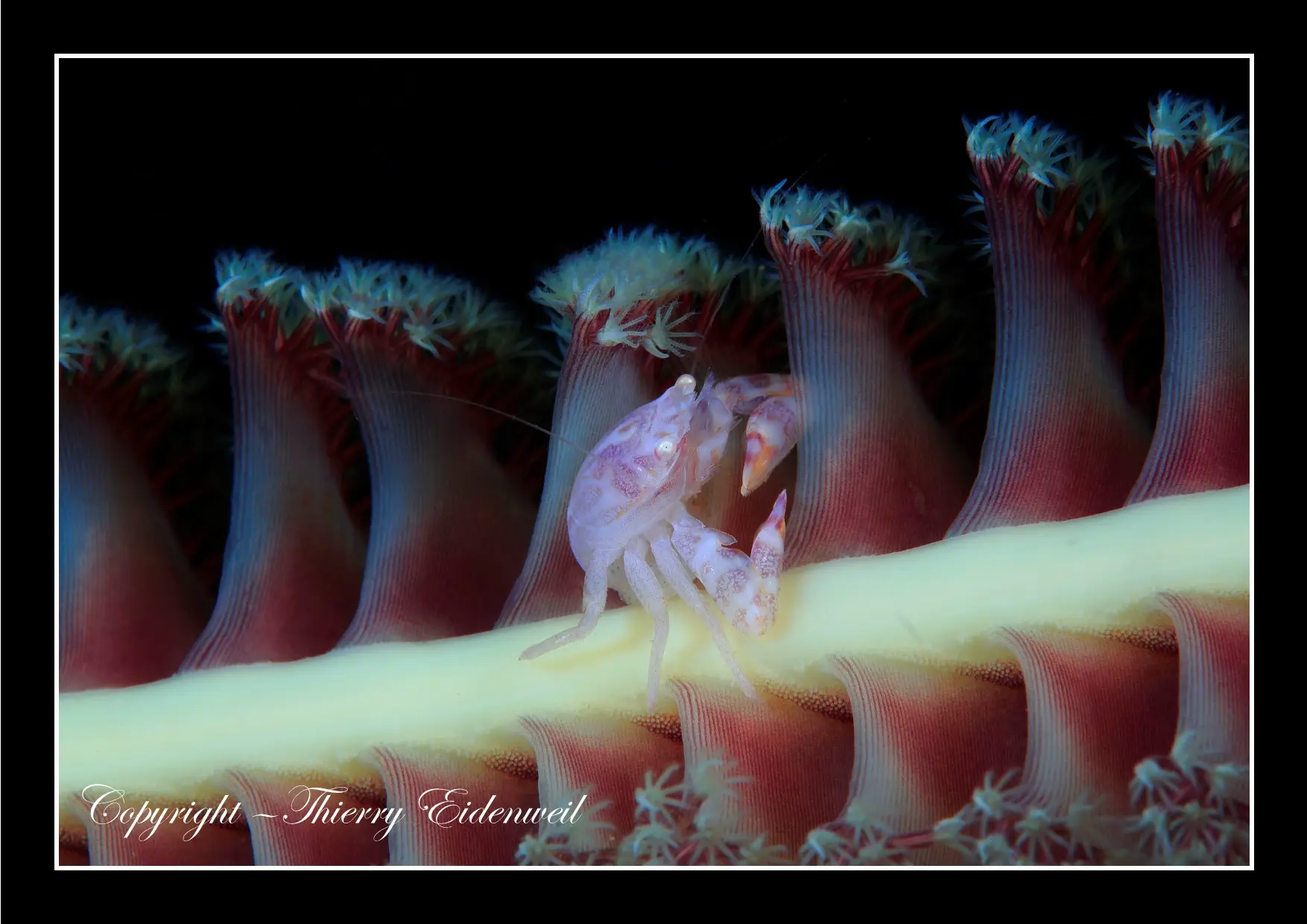 Anilao Macro Dive Media Highlight